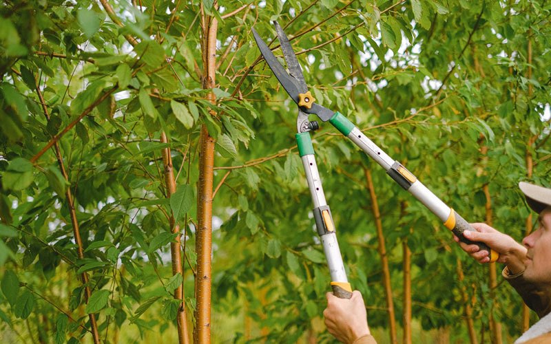 Tree trimming in Mcknightstown, PA